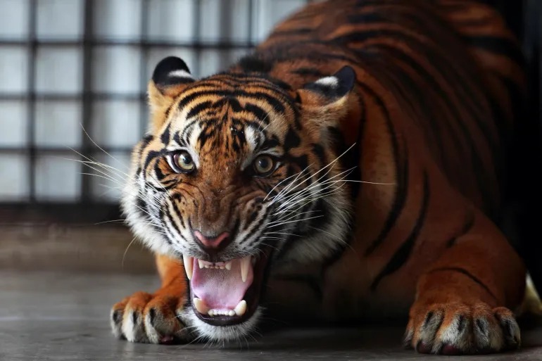 3 Jenis Harimau Terbesar di Dunia, Salah Satunya Hasil Persilangan