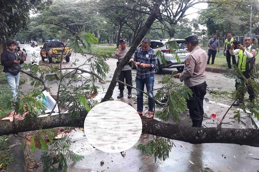 Hendak Halalbihalal, 2 Pemotor Tewas Tertimpa Pohon Tumbang di Purwakarta