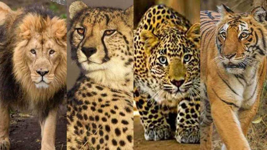 Ini Perbedaan Harimau, Macan, dan Singa yang Perlu Diketahui