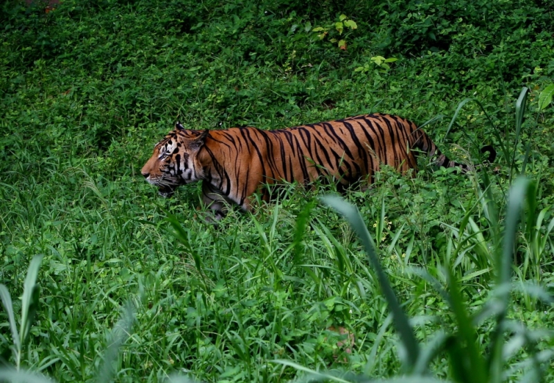 Kenapa Harimau Punya Belang, Ilmuwan Ungkap Fakta-fakta Baru Ini