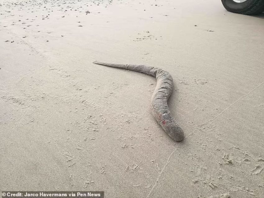Makhluk Aneh seperti Cacing Raksasa Ditemukan di Tepi Pantai