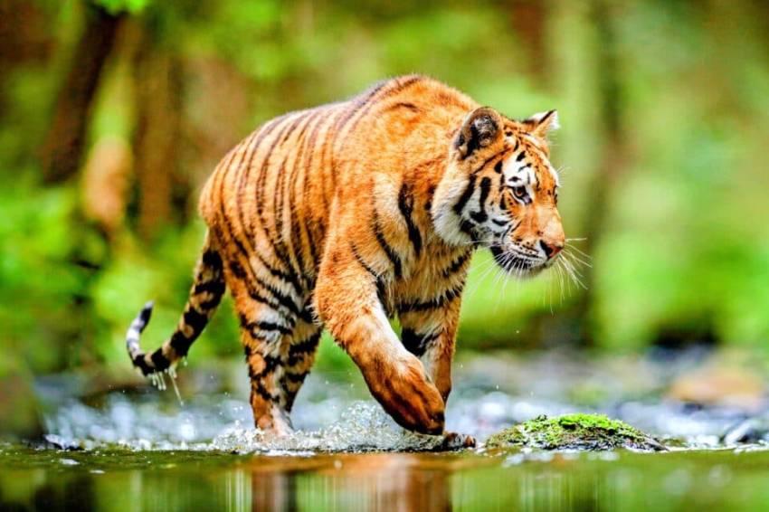 Sangmong Harimau Bali yang Mempunyai Tempat Khusus di Pulau Dewata