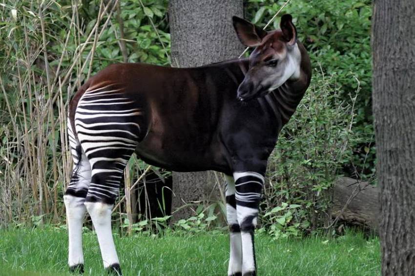 Unik, Tampilan Jerapah Zebra Ini Bikin Gemas