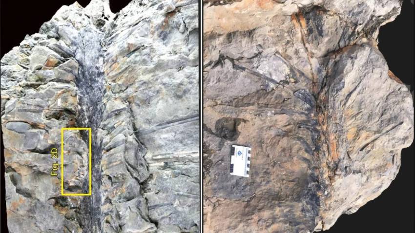 Berbentuk Aneh, Fosil Pohon Seuss Berusia 350 Juta Tahun Ditemukan