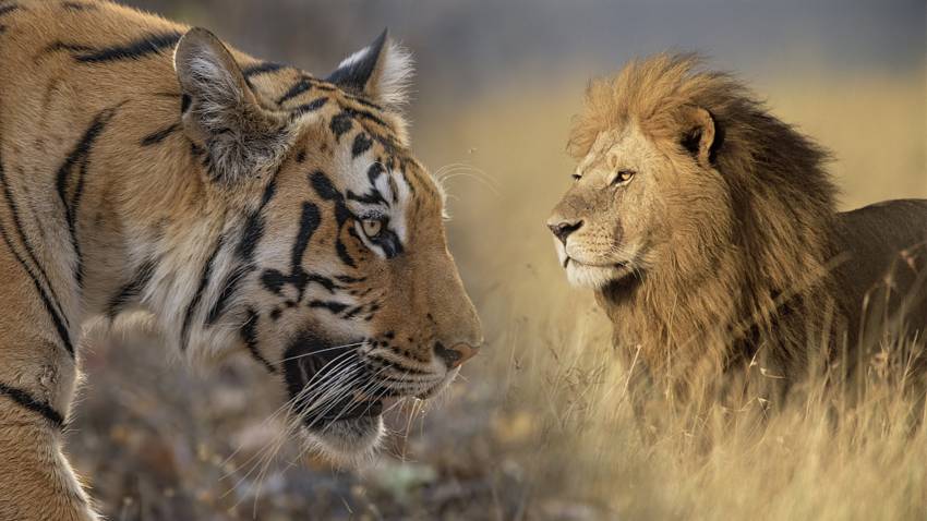 Mengapa Harimau Tidak Disebut Raja Hutan?