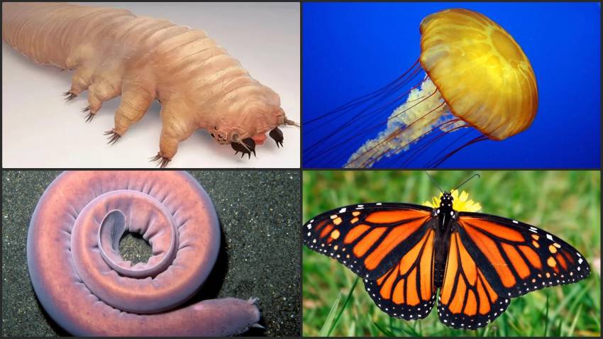 Misteri Pencernaan Hewan: 7 Makhluk yang Hidup Tanpa Buang Air Besar