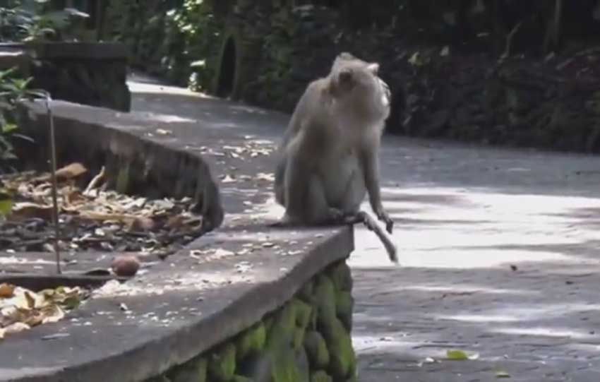 Viral Wisatawan Australia Digigit Monyet, Habis Puluhan Juta Rupiah untuk Suntik Rabies
