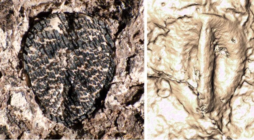 Fosil Anggur 19 Juta Tahun Lalu Ditemukan, Begini Wujudnya