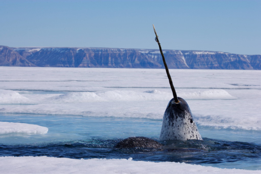 Boneka Narwhal Jadi Indikator Zero-G Boeing Starliner