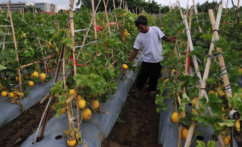 Penyakit Baru dan Emerging Disease Ancam Ketahanan Pangan Nasional