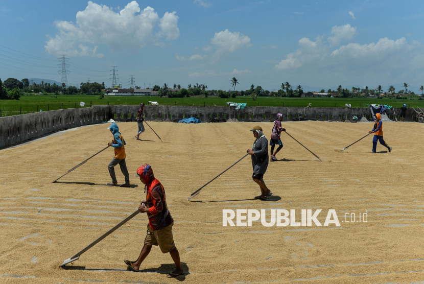 Jelang Panen Raya, Mentan Kawal Penyerapan Gabah