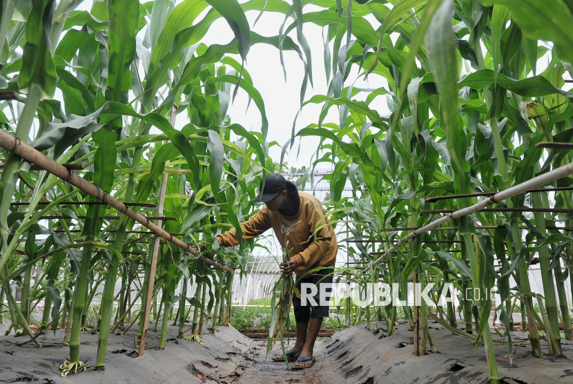 Riau Jadi Percontohan Tumpang Sari Jagung dan Cabai