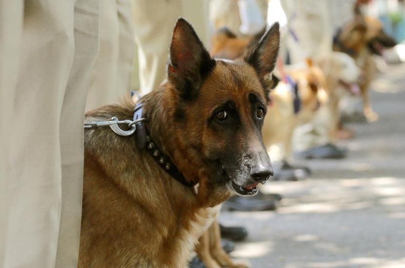Anjing Chernobyl, Evolusi Ajaib di Tengah Bencana Nuklir Terburuk di Dunia